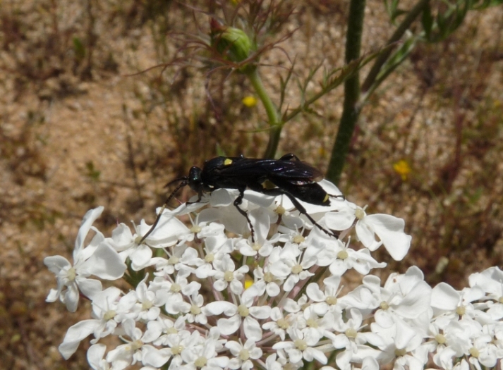 Imenottero nero: Ichneumonidae forse Ichneumoninae